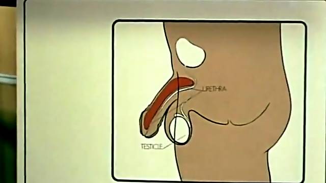 Bonne Vintage, Minettes Analdin